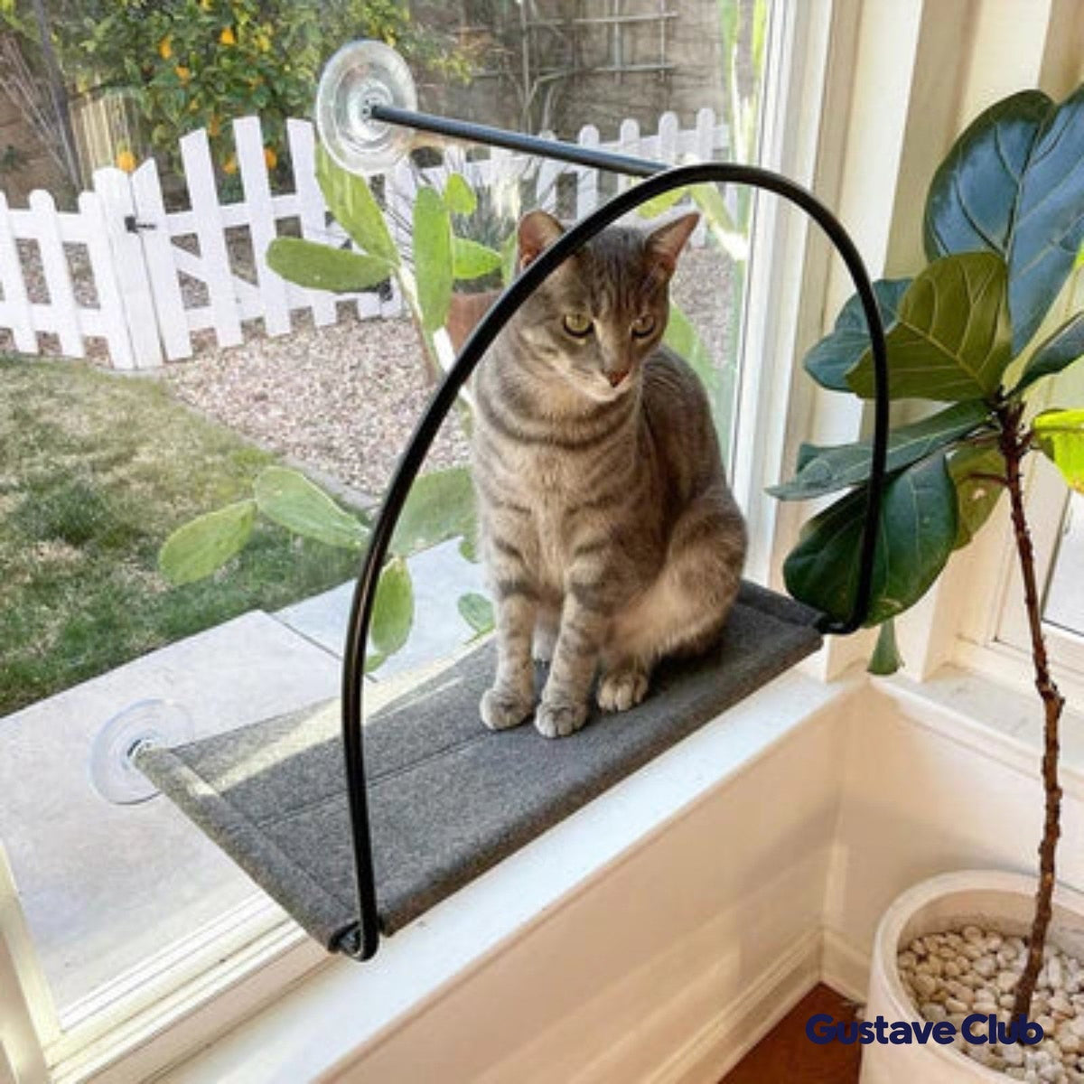 Chat assis dans le hamac fixé sur une fenêtre donnant sur le jardin