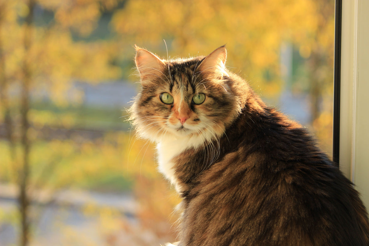 Chat brun à poil long assis près d'une fenêtre, dans la lumière d'automne