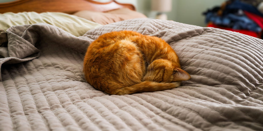 Chat roux endormi en boule sur un lit, dans une chambre chaleureuse