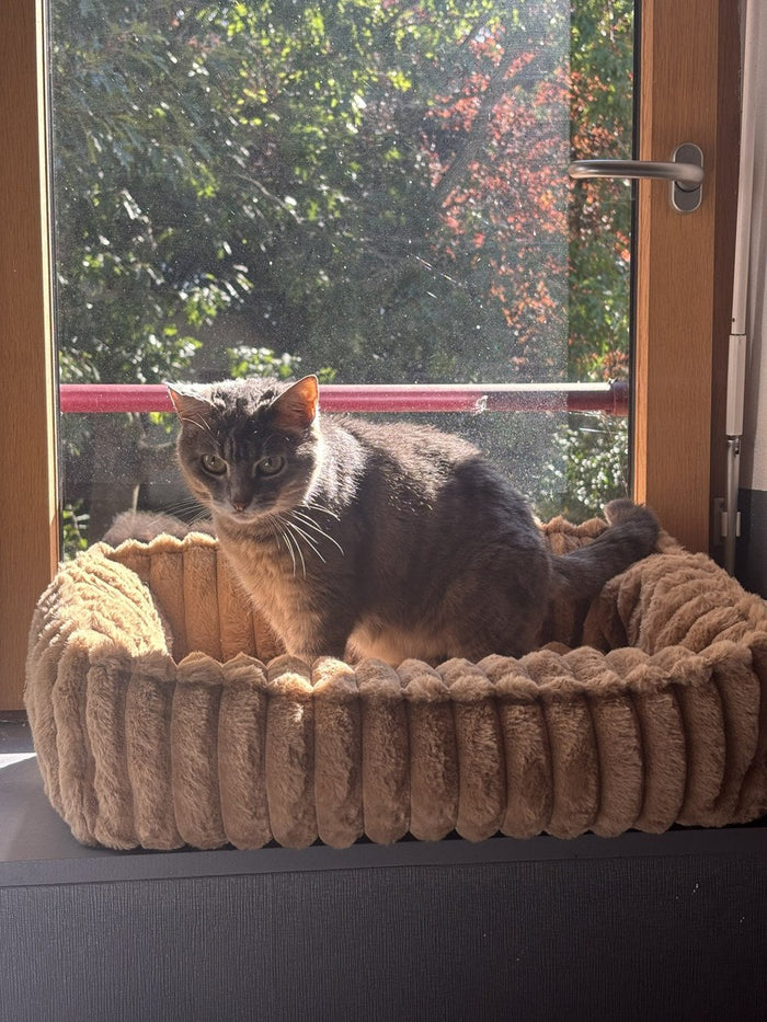 Photo client : chat gris assis dans le panier moelleux marron noisette devant la fenêtre