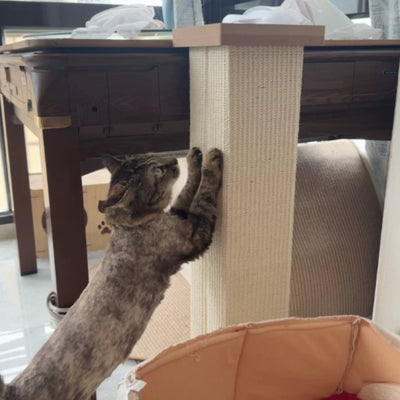 Photo client : chat tigré dressé contre le griffoir