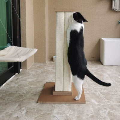 Photo client : chat noir et blanc debout de tout son long contre le griffoir