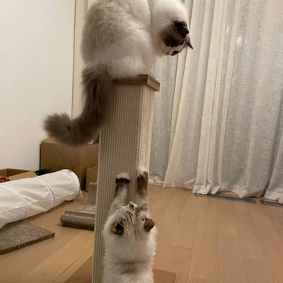 Photo client : deux chats, l'un perché en haut du griffoir, l'autre en bas