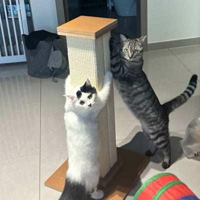 Photo client : deux chats qui font leurs griffes en même temps sur le griffoir