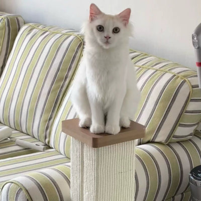 Photo client : chat blanc assis sur le chapiteau du griffoir