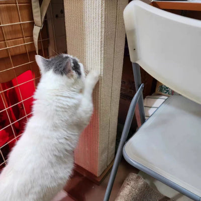 Photo client : chat qui fait ses griffes sur le griffoir près d'une chaise