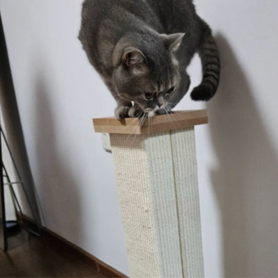 Photo client : chat gris perché en haut du griffoir