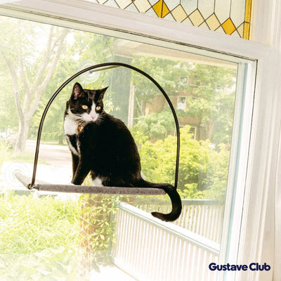 Photo client : chat noir et blanc assis dans le hamac devant une fenêtre