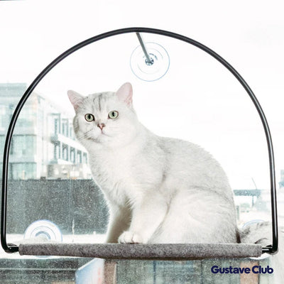 Photo client : chat blanc dans le hamac, les trois ventouses visibles sur la vitre