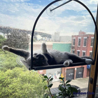 Photo client : chat étendu de tout son long dans le hamac