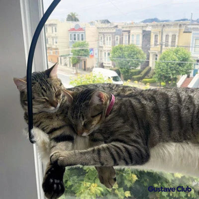 Photo client : deux chats endormis côte à côte dans le hamac