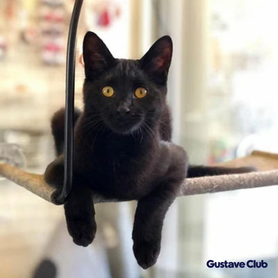 Photo client : chat noir dans le hamac, les pattes dans le vide