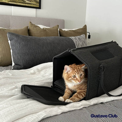 Photo client : chaton roux dans le sac de transport ouvert sur un lit