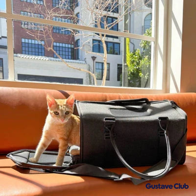 Photo client : chaton roux installé dans le sac de transport près d'une fenêtre