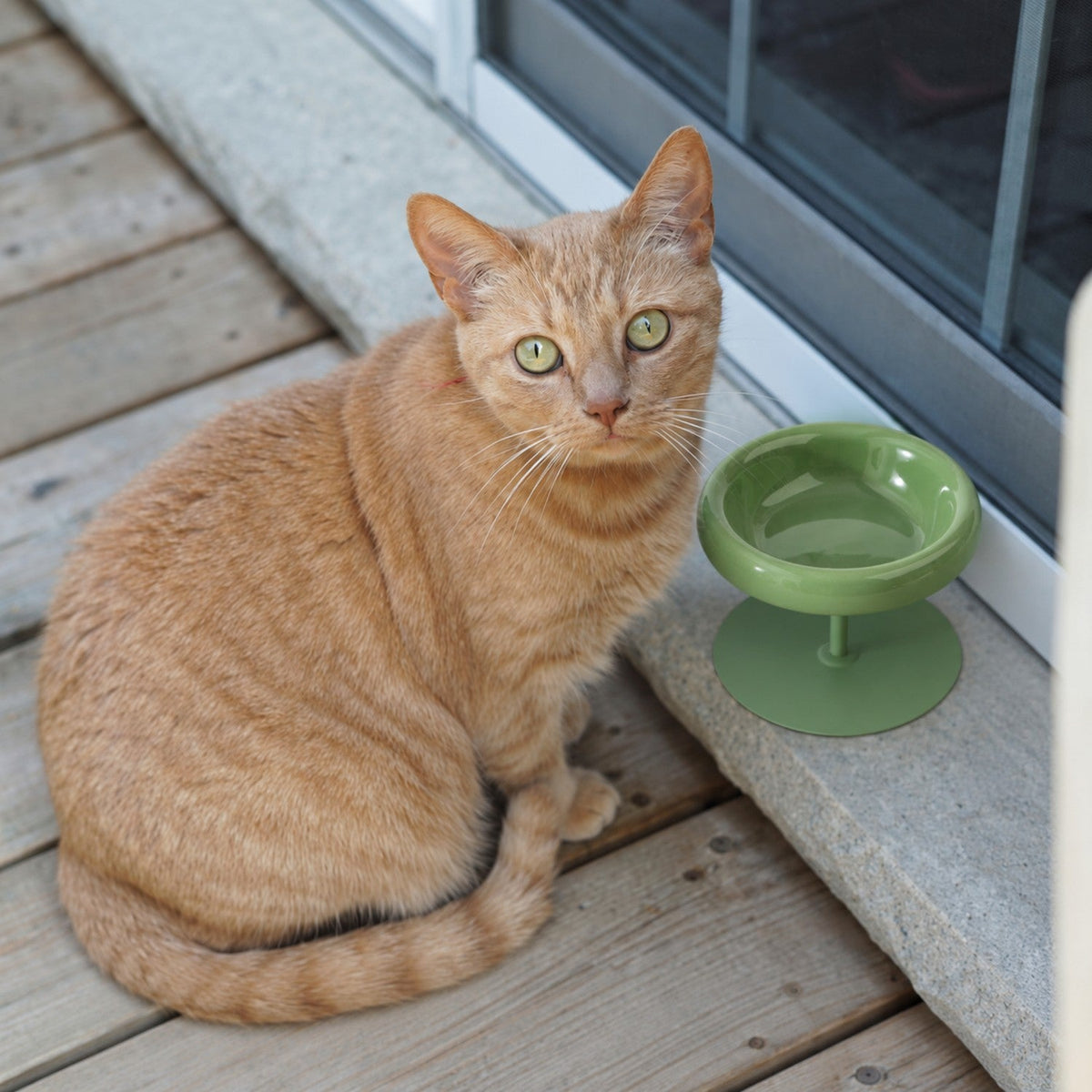 Chat assis à côté de sa gamelle surélevée, devant une baie vitrée