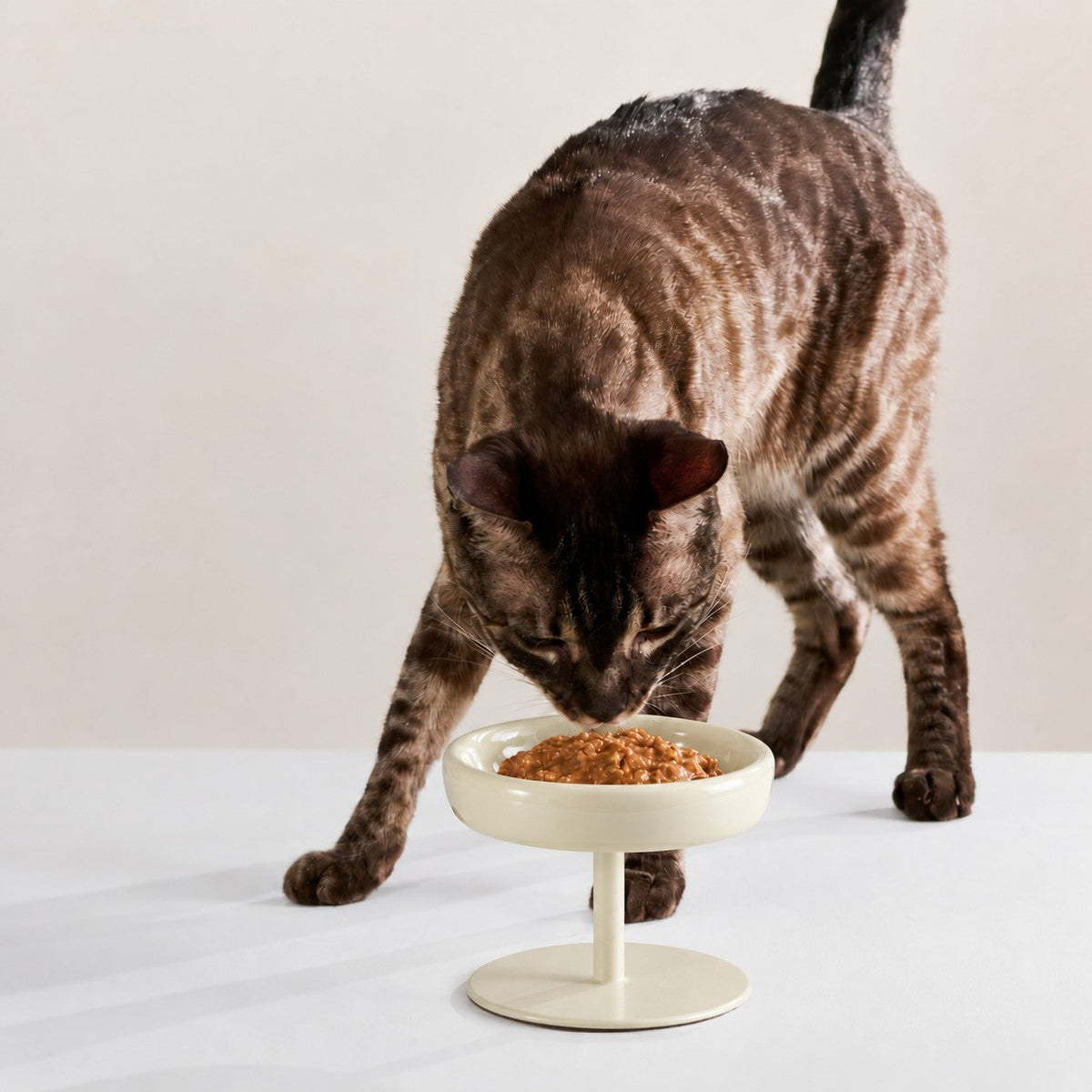 Chat tigré qui mange de la pâtée dans sa gamelle surélevée