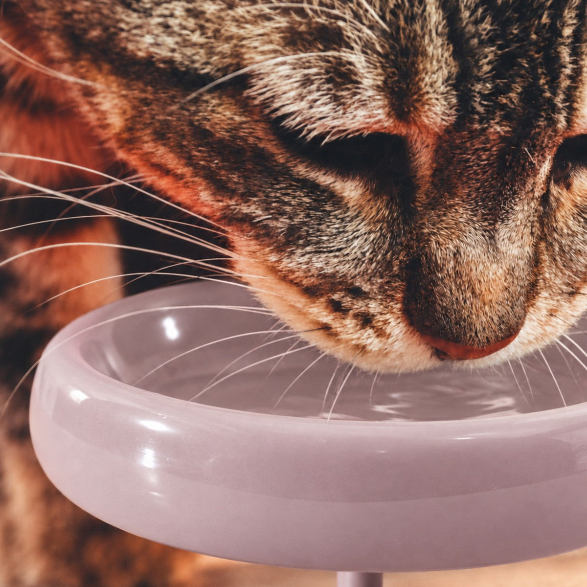 Gros plan : museau du chat au-dessus du bord roulé de la gamelle
