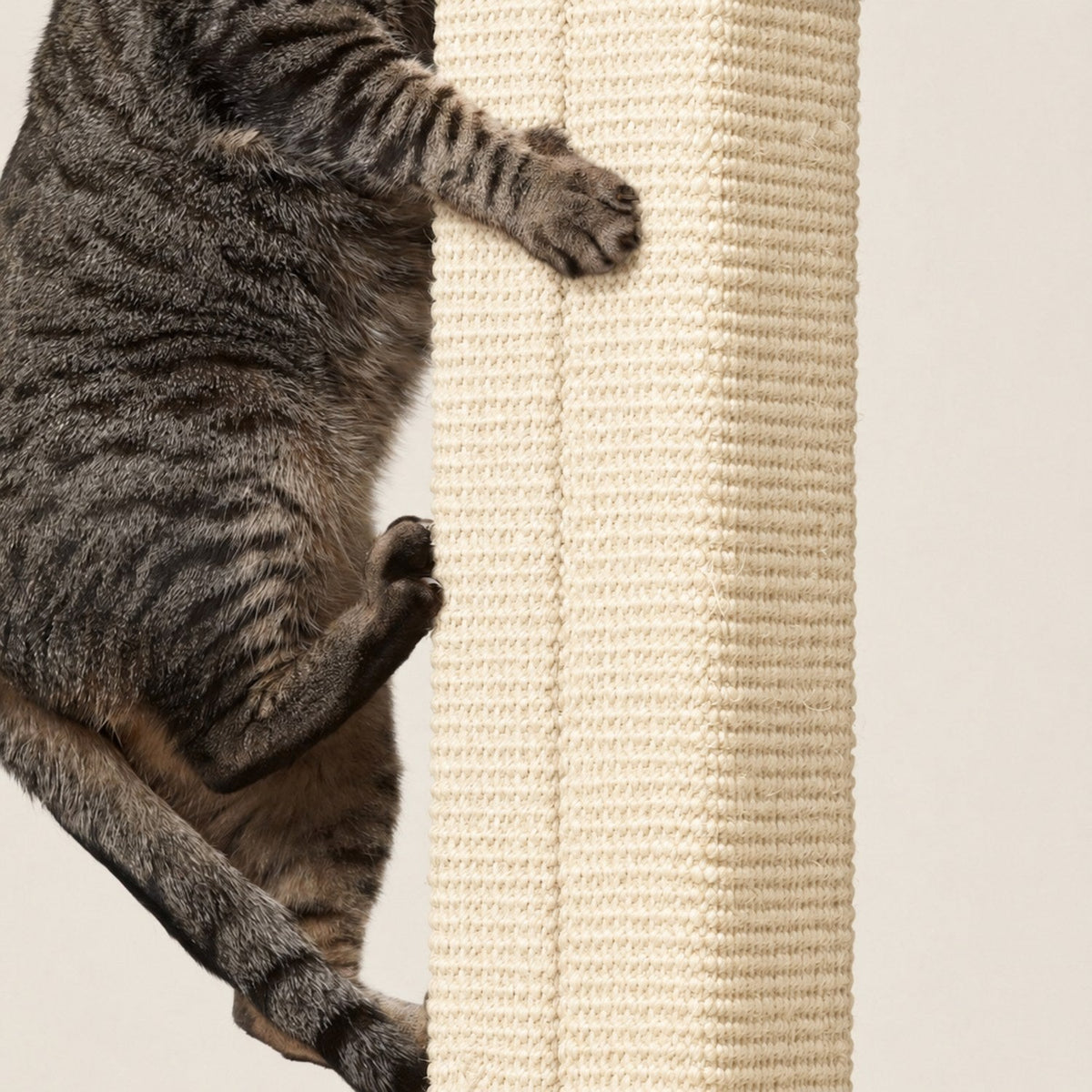 Chat dressé de tout son long, griffes plantées dans le sisal de la colonne