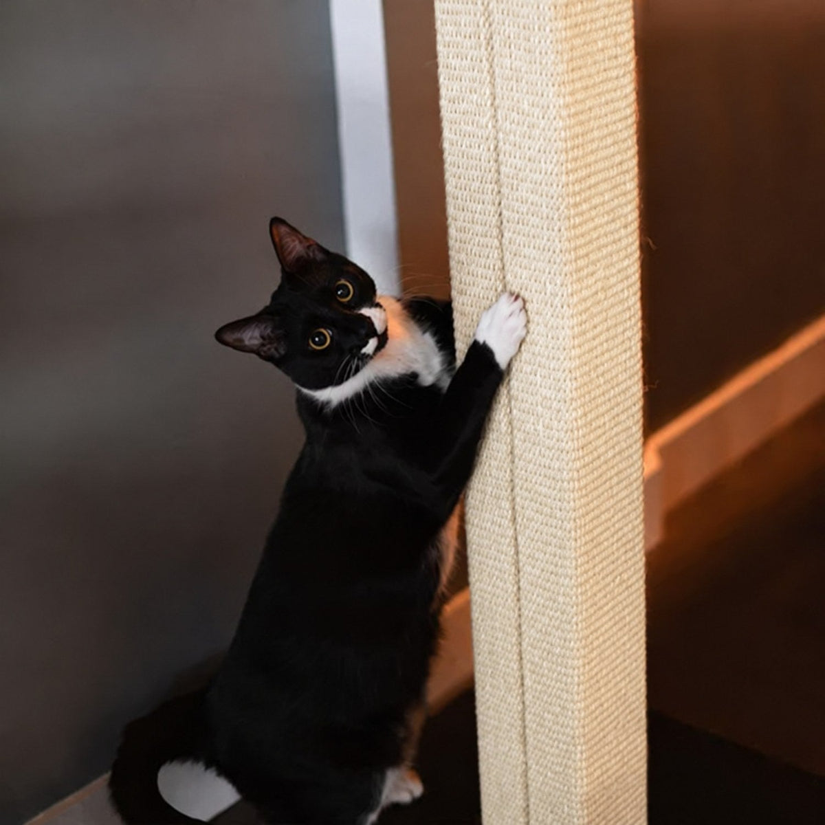 Chat noir et blanc qui fait ses griffes sur la colonne, le soir