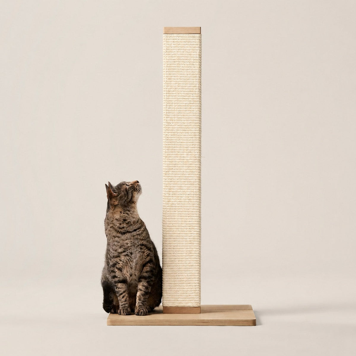 Griffoir colonne en sisal sur socle en bois, un chat assis à côté
