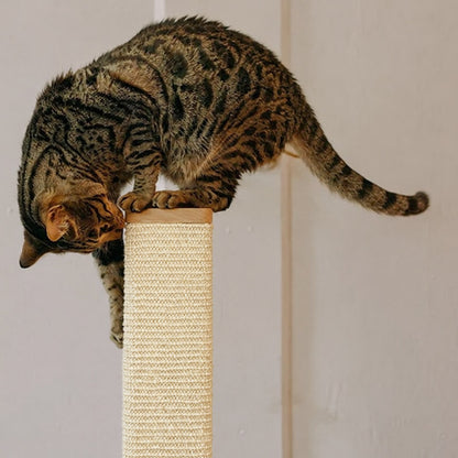 Chat perché sur le chapiteau en haut de la colonne