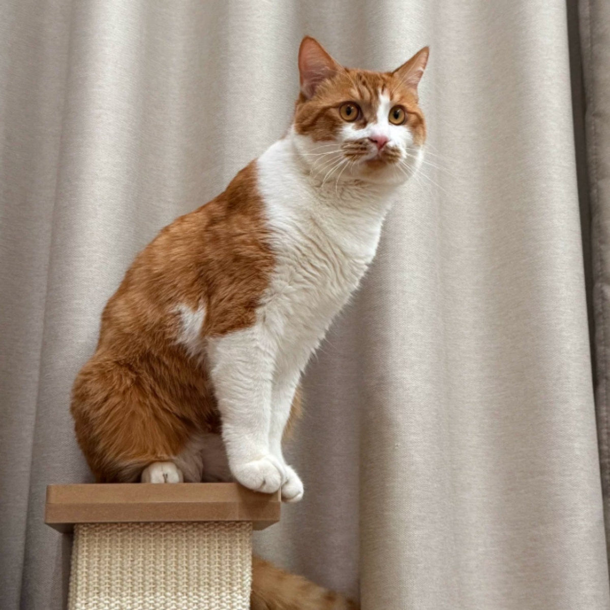 Chat roux et blanc assis en haut du griffoir colonne