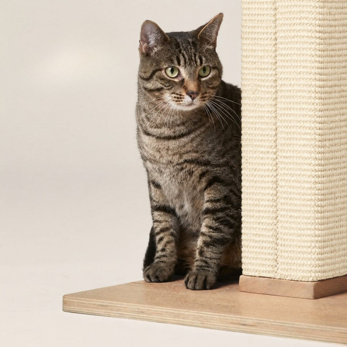 Chat tigré debout sur le large socle en bois du griffoir