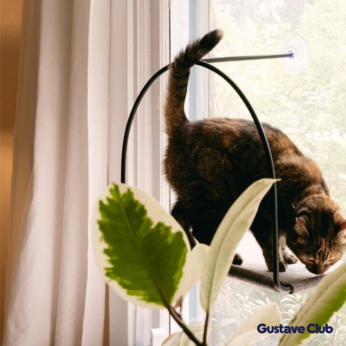 Hamac installé sur une fenêtre de salon, chat qui monte dedans
