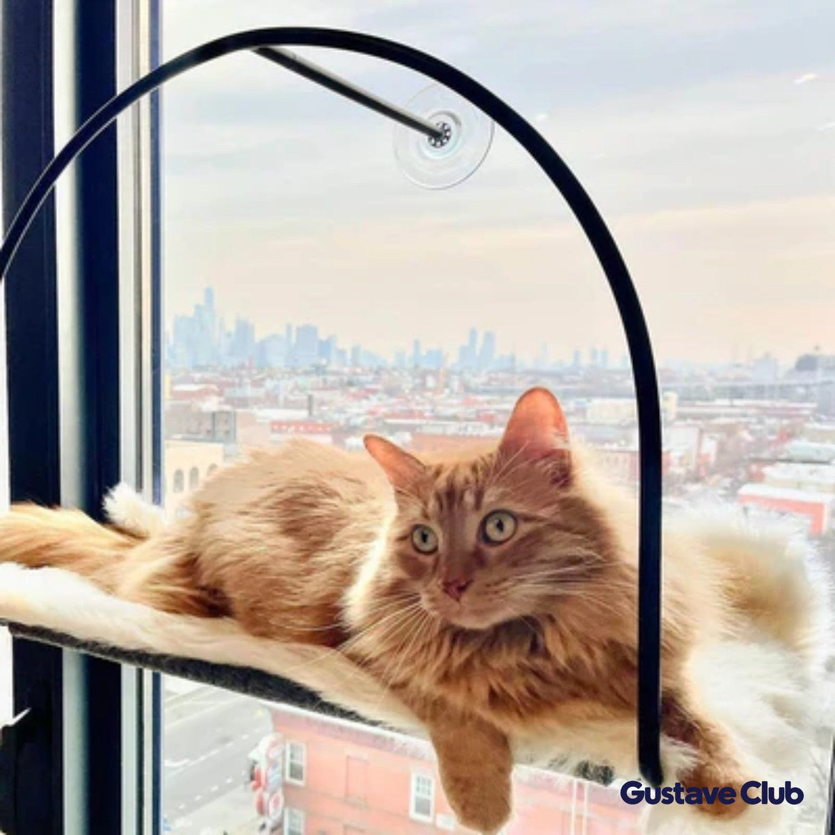 Chat roux allongé dans le hamac devant une fenêtre avec vue sur la ville
