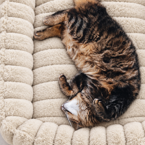 Chat tigré roulé en boule dans le panier moelleux crème ivoire, vu de dessus