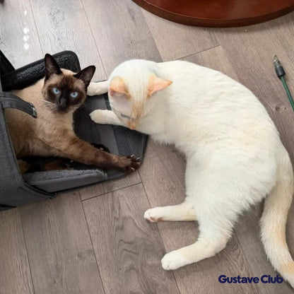 Deux chats autour du sac de transport ouvert, posé sur le parquet