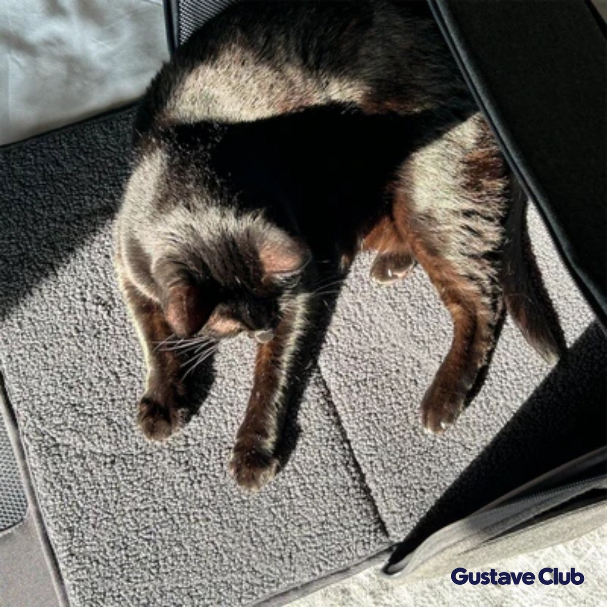 Chat allongé au soleil sur le tapis polaire intérieur du sac de transport